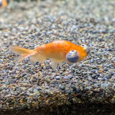 頂天眼