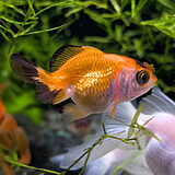 Carassius auratus 'Yuánbǎo'