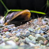 インドゼブラシュリンプ