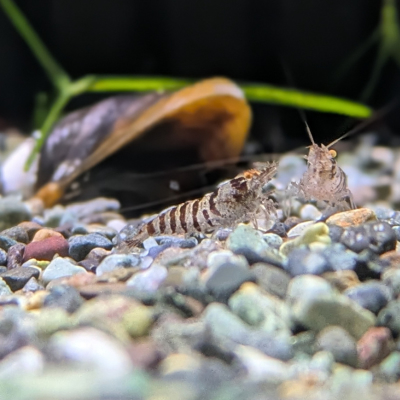 インドゼブラシュリンプ