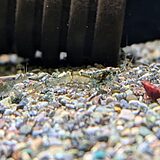 ミゾレヌマエビ
