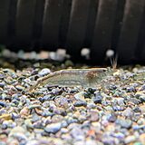 トゲナシヌマエビ