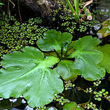 ネグロウォーターファン