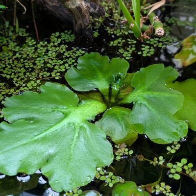 ネグロウォーターファン