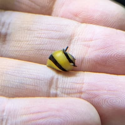 カラーイガカノコ貝