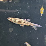 コペラ ナッテレリー