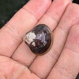 淡水シジミ