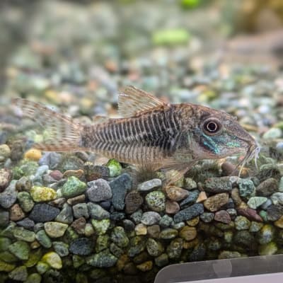 コリドラス セプテントリオナリス