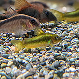 コリドラス 'イルミネータス グリーン'