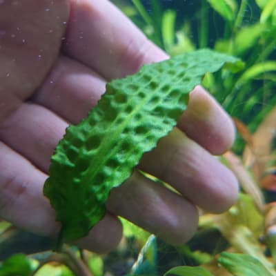クリプトコリネ ヒュードロイ