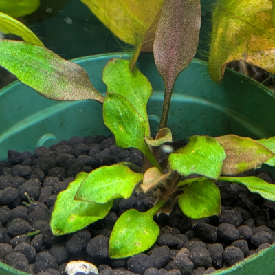 クリプトコリネ ルテア ‘ホビット’