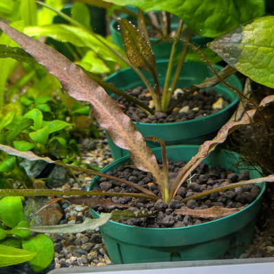 クリプトコリネ スピラリス ‘ナリ’