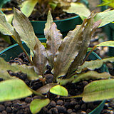 クリプトコリネ ウェンティー 'コンパクタ'