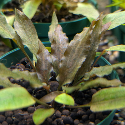 クリプトコリネ ウェンティー  ‘コンパクタ’