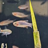 ダニオ エリスロミクロン