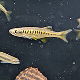 デヴァリオ アウロプルプレウス