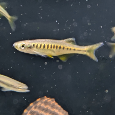 デヴァリオ アウロプルプレウス