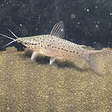 ポートホールキャット