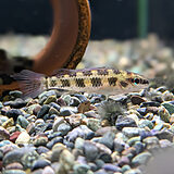 チェッカーボードシクリッド