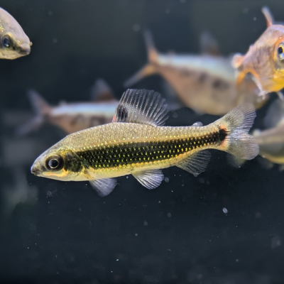 ディスティゴダス テウゲルシー