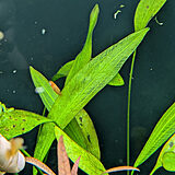 エキノドルス 'グランディフロルス'