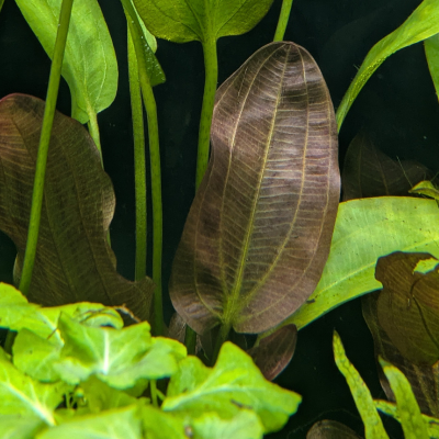 エキノドルス ‘インディアンサマー’