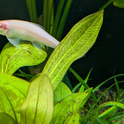 エキノドルス ‘レオパード ハイブリッド’