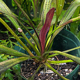 エキノドルス 'レッドデビル'