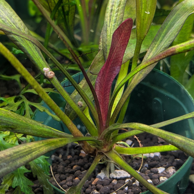 エキノドルス ‘レッドデビル’