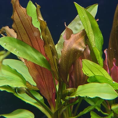 エキノドルス ‘レッドダイヤモンド’