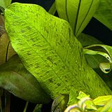 エキノドルス 'スクルエテリー'