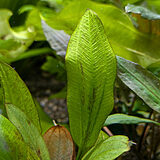 エキノドルス コーディフォリウス 'レオパード'