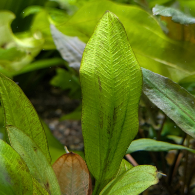 エキノドルス コーディフォリウス ‘レオパード’