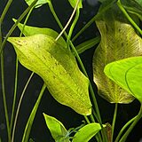 エキノドルス コーディフォリウス 'スポッテッド ハービッヒ'