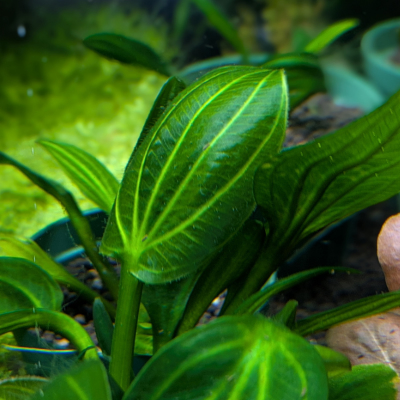 エキノドルス オパクス ‘タイプA’