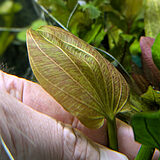 エキノドルス オパクス 'タイプB'