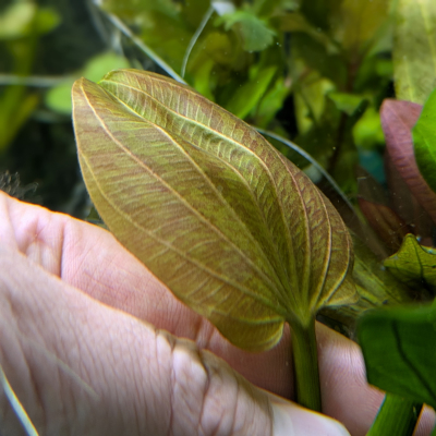 エキノドルス オパクス ‘タイプB’