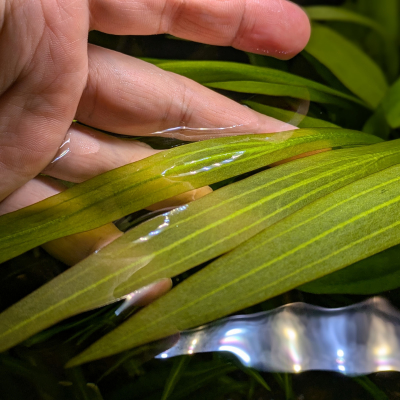 エキノドルス スブラータス ‘ポインティーリーフ’