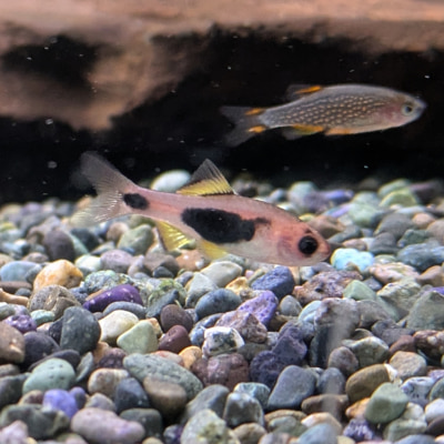 バタフライバルブ