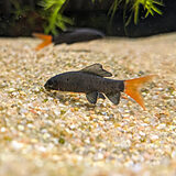 レッドテールブラックシャーク