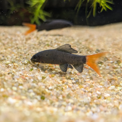 レッドテールブラックシャーク