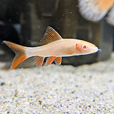 アルビノ レインボーシャーク