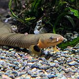 アミメウナギ