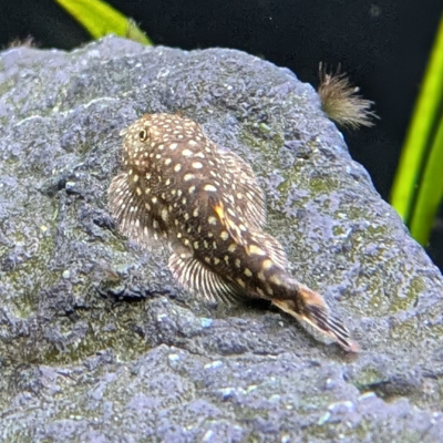 ボルネオヒルストリームローチ