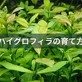 ハイグロフィラの育て方