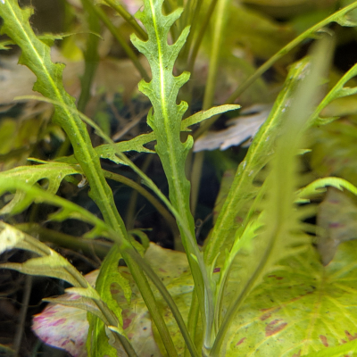 ハイグロフィラsp.  ‘カイン’