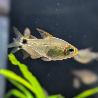 ハイフェソブリコン プロキオン