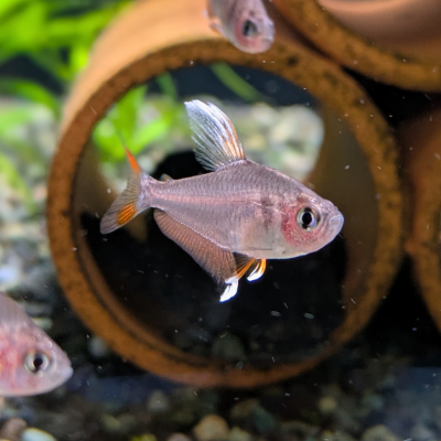 ホワイトフィンロージーテトラ