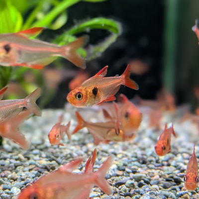 レッドファントムテトラ ‘ルブラ’