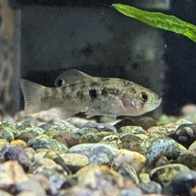 アメリカンフラッグフィッシュ